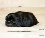 Small #5 Pug