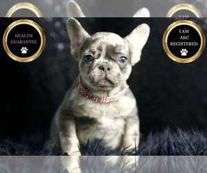 French Bulldog Litter for sale in WARSAW, IN, USA