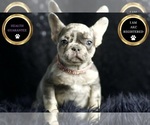 Image preview for Ad Listing. Nickname: Litter of 15