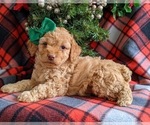 Small Photo #4 Cock-A-Poo-Poodle (Miniature) Mix Puppy For Sale in NOTTINGHAM, PA, USA