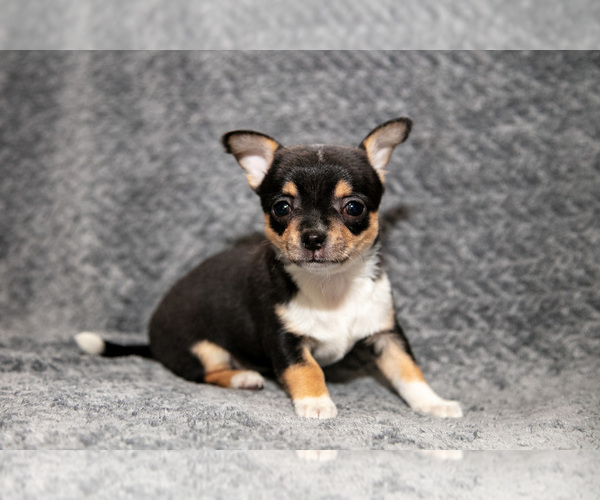 Medium Photo #10 Chihuahua Puppy For Sale in DELTA, PA, USA