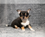 Small #2 Chihuahua