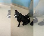 Small Boxer Mix