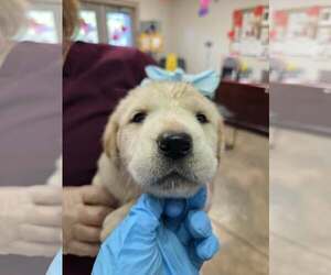 Golden Labrador Dogs for adoption in SHERBURNE, NY, USA