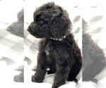 Small Photo #2 Bernedoodle Puppy For Sale in WINTER, WI, USA