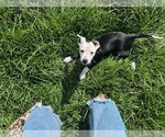 Small #5 Mutt