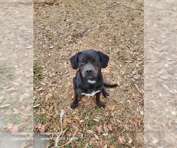 Medium Photo #1 Puggle Puppy For Sale in San Antonio, TX, USA