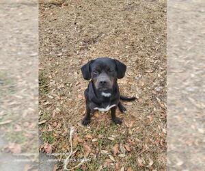 Puggle Dogs for adoption in San Antonio, TX, USA