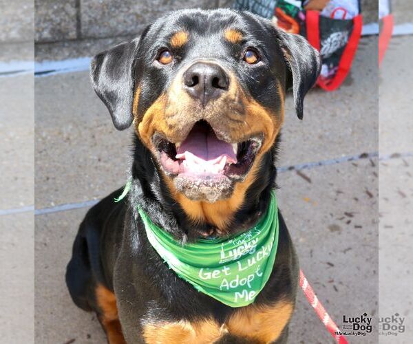 Medium Photo #4 Rottweiler-Unknown Mix Puppy For Sale in Washington, DC, USA