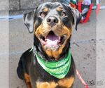 Small #3 Rottweiler Mix