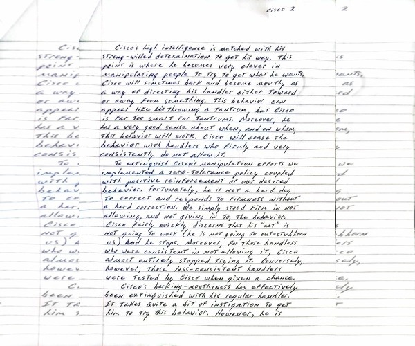 Medium Photo #9 American Pit Bull Terrier-Texas Heeler Mix Puppy For Sale in Visalia, CA, USA