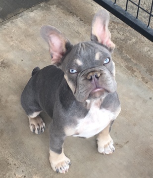 View Ad: French Bulldog Litter of Puppies for Sale near California ...