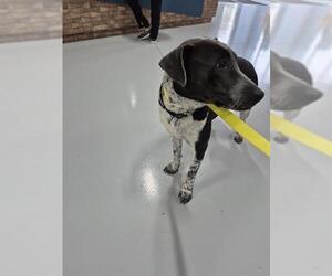 Labrador Retriever-Unknown Mix Dogs for adoption in Temple, TX, USA