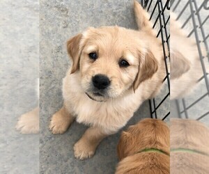Golden Retriever Puppy for sale in FORT COLLINS, CO, USA