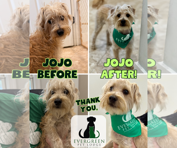 Medium Photo #3 Mutt Puppy For Sale in Hilton Head, SC, USA