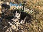 Small Photo #7 Siberian Husky Puppy For Sale in ARLINGTON, TX, USA