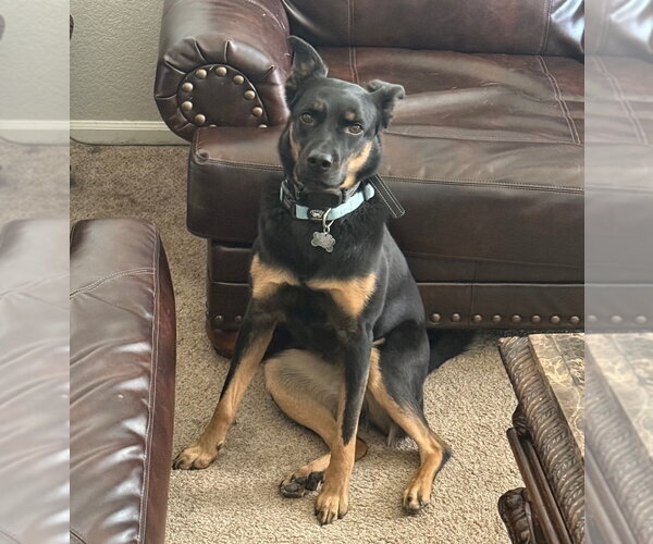 Medium Photo #6 German Shepherd Dog-Unknown Mix Puppy For Sale in Lakewood, CO, USA