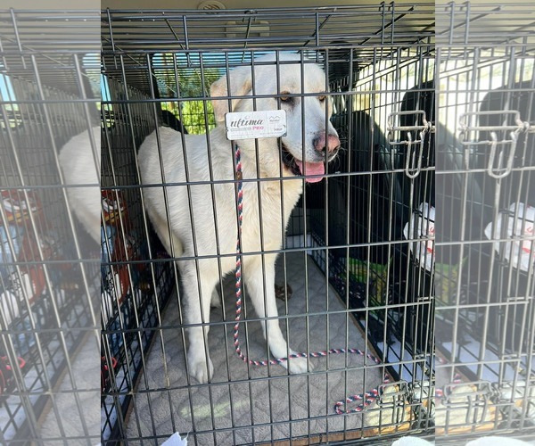 Medium Photo #6 Labrenees Puppy For Sale in San Diego, CA, USA