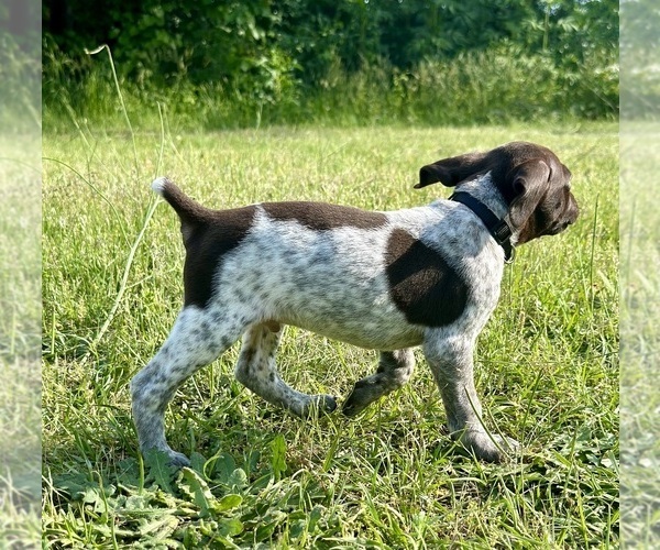 Medium Photo #3 German Shorthaired Pointer Puppy For Sale in CANDOR, NC, USA