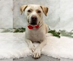 Small Photo #5 Labrador Retriever-Unknown Mix Puppy For Sale in Princeton, MN, USA