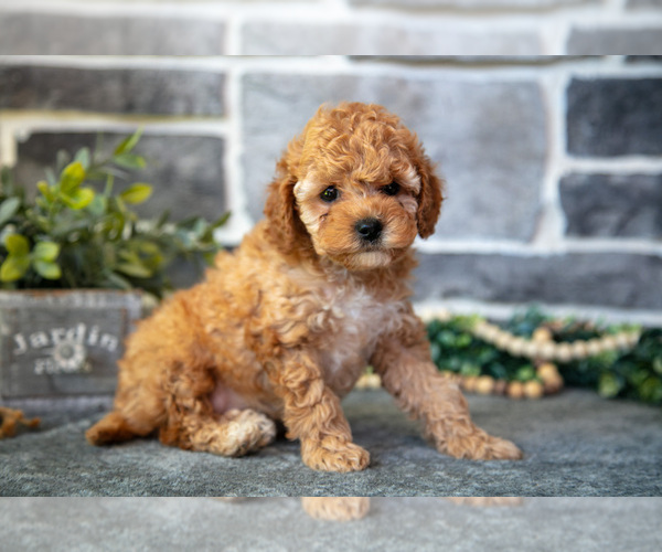 Medium Photo #1 Cockapoo (Toy) Puppy For Sale in MIFFLINBURG, PA, USA