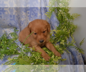 Medium Golden Retriever