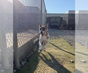 Nano - Male Mutt Dog for Adoption - Photo #2