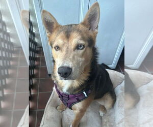 German Shepherd Dog-Huskies Mix Dogs for adoption in Fremont, CA, USA