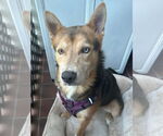 Small German Shepherd Dog-Huskies  Mix