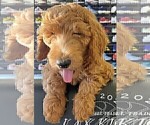 Small #23 Goldendoodle