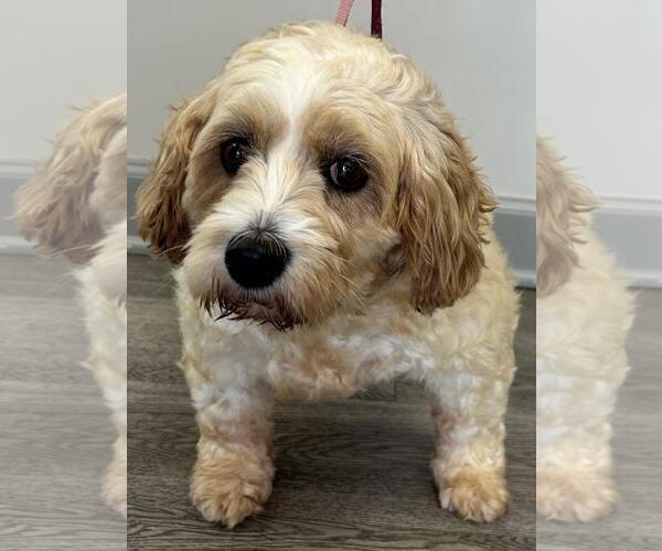 Medium Photo #3 Cavachon Puppy For Sale in Westminster, MD, USA