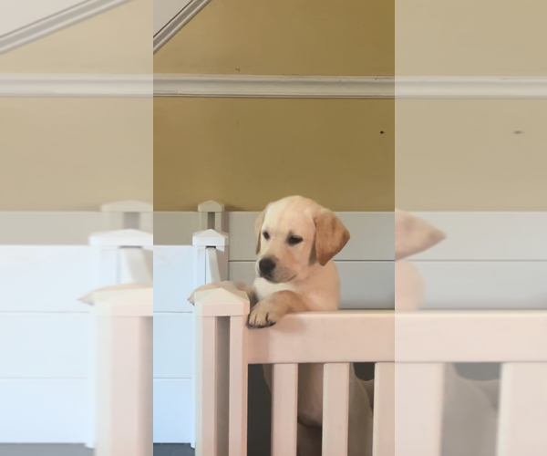 Medium Photo #3 Labrador Retriever Puppy For Sale in LOUISBURG, NC, USA