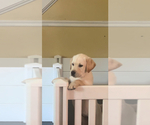 Small #2 Labrador Retriever
