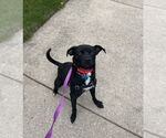 Small #1 Beagle Mix