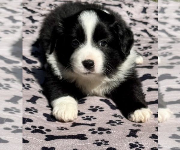 Medium Photo #2 Australian Shepherd Puppy For Sale in SALISBURY, NC, USA