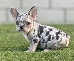 Small Photo #4 French Bulldog Puppy For Sale in ENCINO, CA, USA