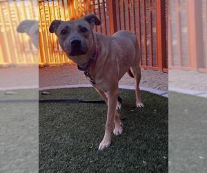 Labrador Retriever-Unknown Mix Dogs for adoption in Las Vegas, NV, USA