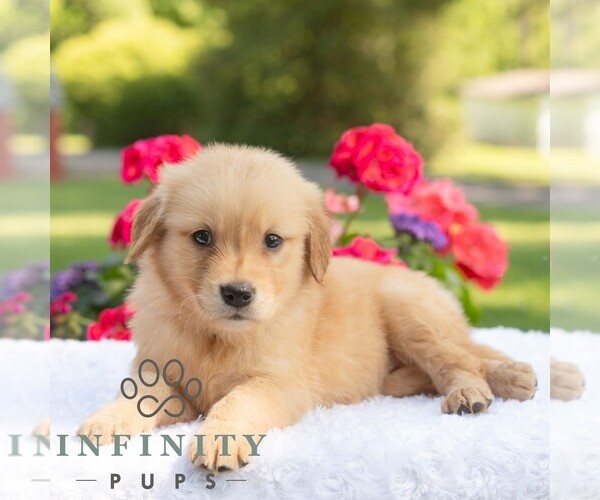Medium Photo #4 Golden Retriever Puppy For Sale in NEWPORT, PA, USA
