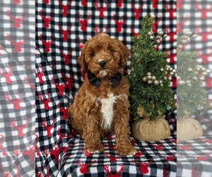 Cavapoo Puppy for sale in QUARRYVILLE, PA, USA