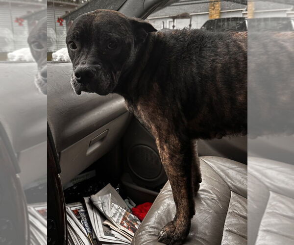 Medium Photo #1 Mutt Puppy For Sale in Evansville, IN, USA