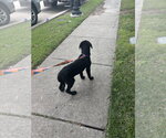 Small Photo #10 Pointer-Rottweiler Mix Puppy For Sale in McKinney, TX, USA