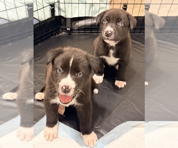 Medium Photo #4 Siberian Husky-Unknown Mix Puppy For Sale in ONTARIO, CA, USA