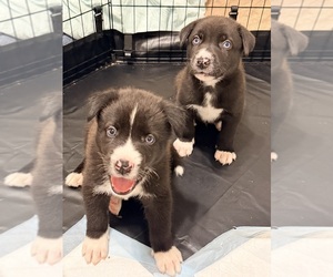 Medium Siberian Husky Mix
