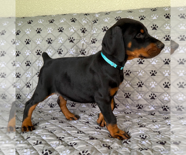 Medium Photo #4 Doberman Pinscher Puppy For Sale in LAKELAND, FL, USA