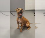 Small #8 Mutt