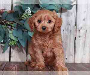 Cavapoo Puppy for sale in MOUNT VERNON, OH, USA