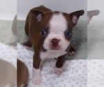Puppy 2 Boston Terrier