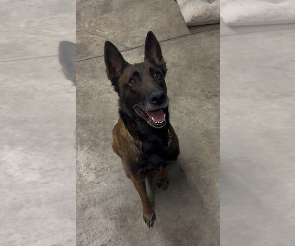 Medium Photo #2 Mutt Puppy For Sale in Imlay City, MI, USA