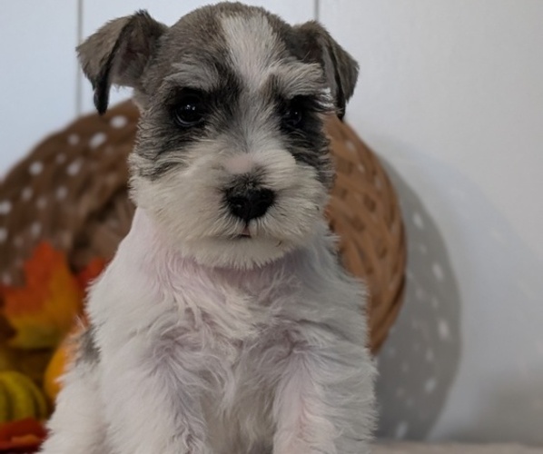 Medium Photo #11 Schnauzer (Miniature) Puppy For Sale in GOSHEN, IN, USA