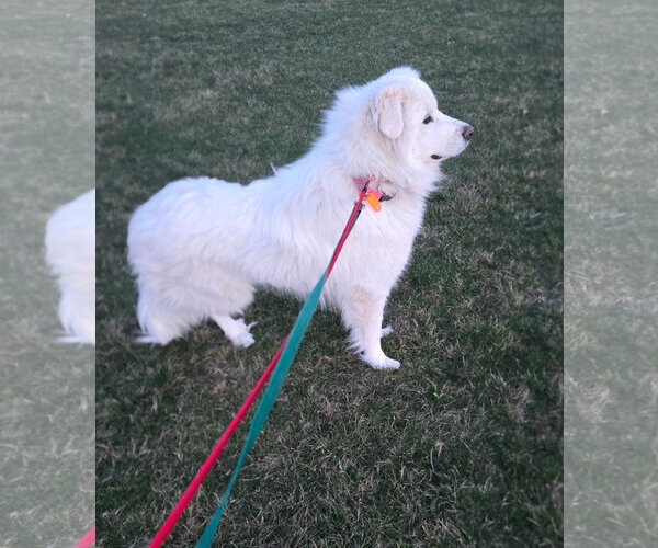 Medium Photo #6 Great Pyrenees Puppy For Sale in Croydon, NH, USA
